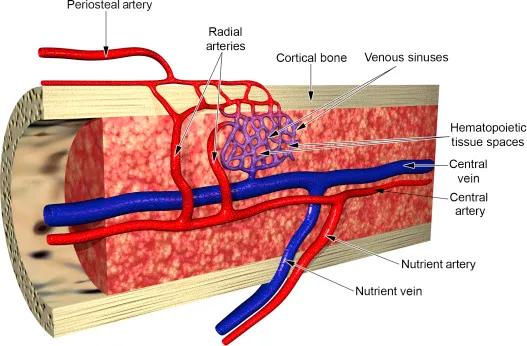 Bone blood supply showing periosteal and endosteal circulation