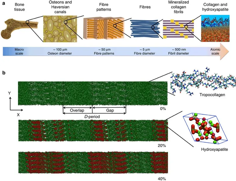 Collagen fibril structure showing 67nm periodicity and mineral deposition