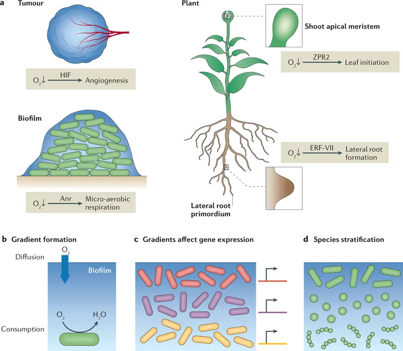 Cross-sectional diagram of biofilm layers showing oxygen and nutrient gradients