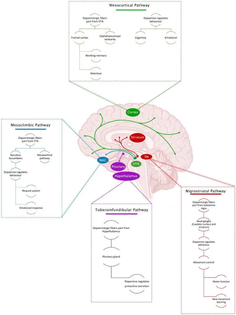 Brain imaging comparing normal, hypomanic, and manic states showing dopamine activity