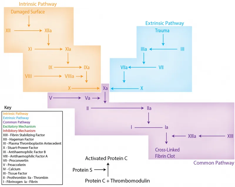 coagulation cascade diagram