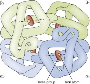 hemoglobin structure molecule