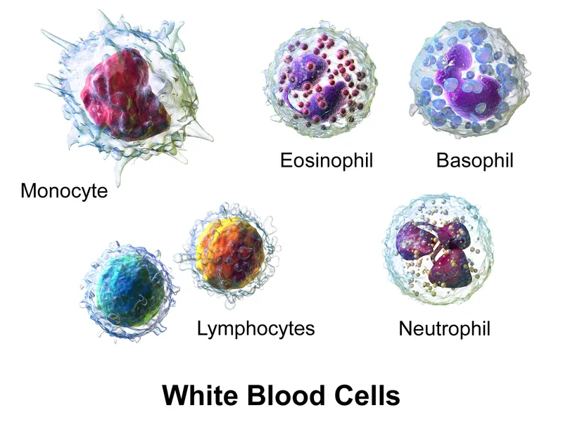 leukocyte types diagram