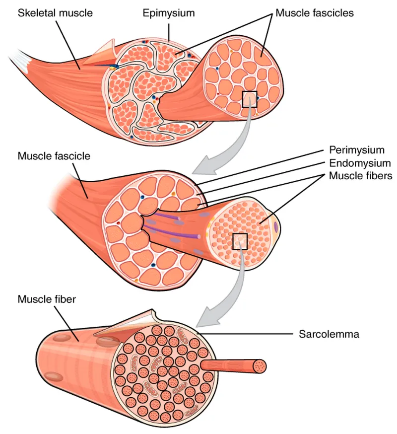 Cross-sectional anatomy of skeletal muscle showing myofiber organization and sarcomere structure