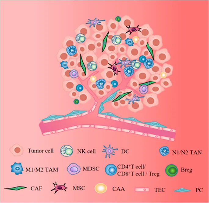 Tumor microenvironment diagram showing cancer cells, immune cells, and stromal components