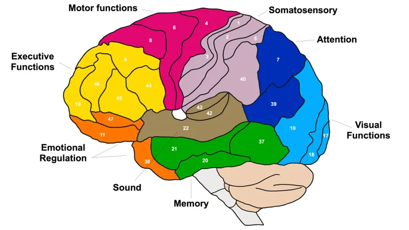 Brodmann areas map showing numbered cortical regions