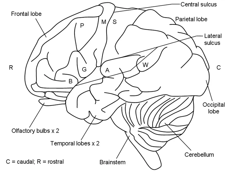 Lateral view of cerebral hemisphere showing major lobes and sulci