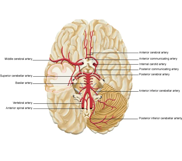 Circle of Willis anatomy showing major cerebral arteries