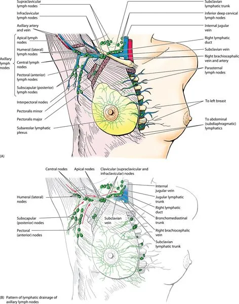 3D anatomical model showing breast quadrants and lymphatic drainage patterns