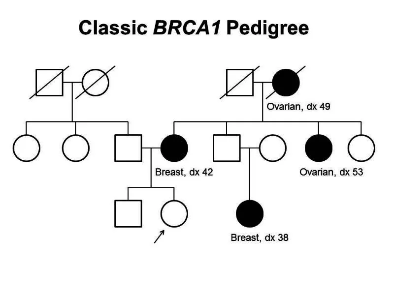 Genetic counseling session showing family pedigree analysis