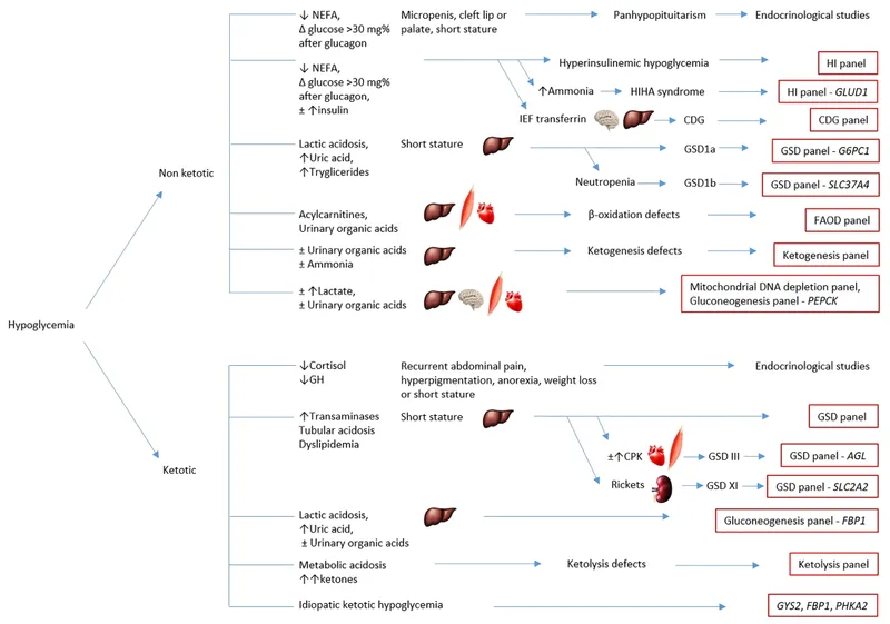 Comparative metabolic profiles showing different carbohydrate metabolism disorders