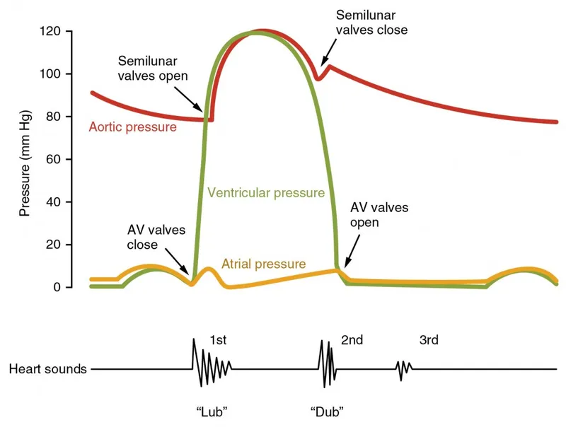 Heart sound phonocardiogram correlated with cardiac cycle phases and valve movements
