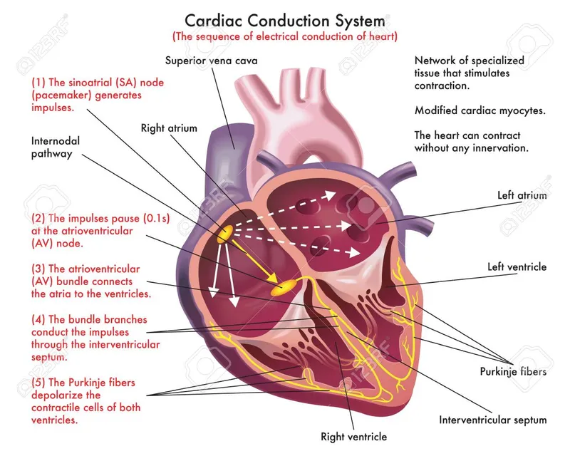 Detailed cardiac conduction system showing SA node AV node bundle branches