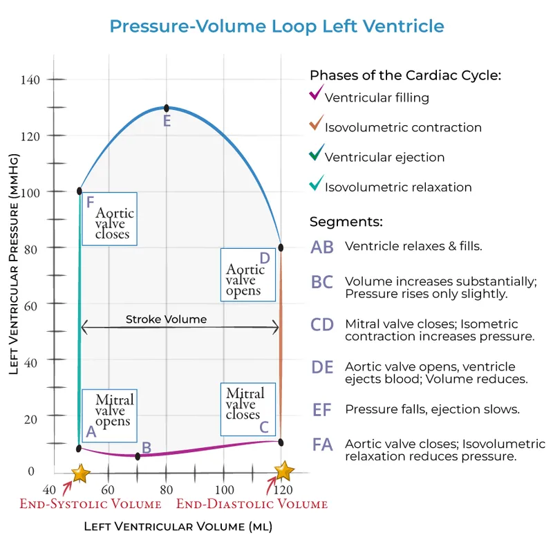 cardiac cycle pressure volume
