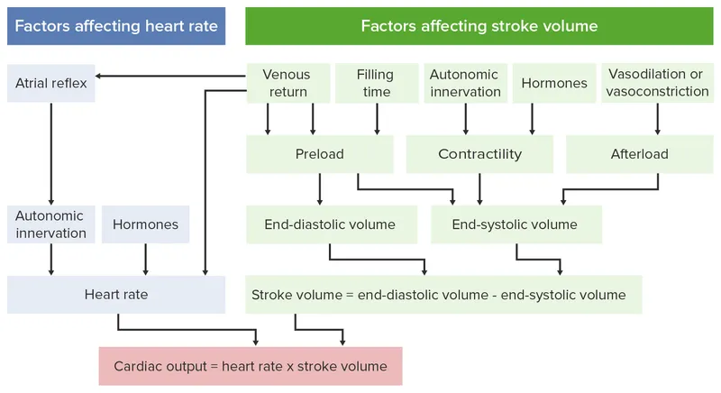 Cardiac output determinants diagram showing preload afterload contractility