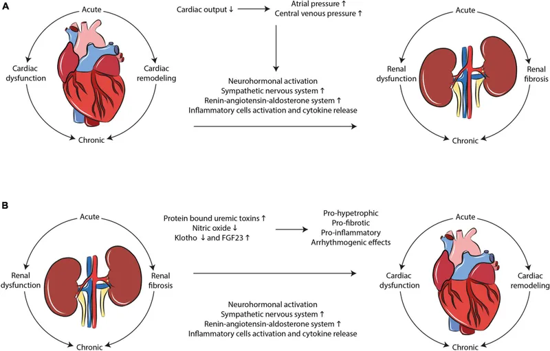 Cardiorenal syndrome pathophysiology and treatment approaches