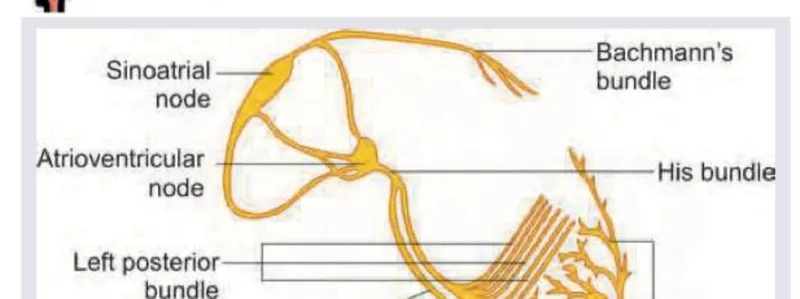 cardiac conduction system