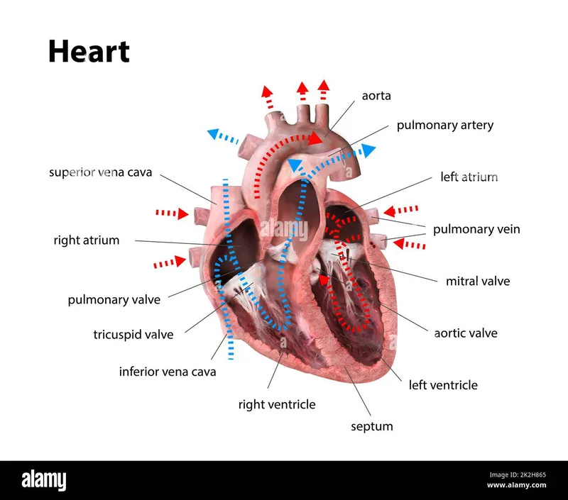 3D anatomical model showing heart valves and blood flow directions