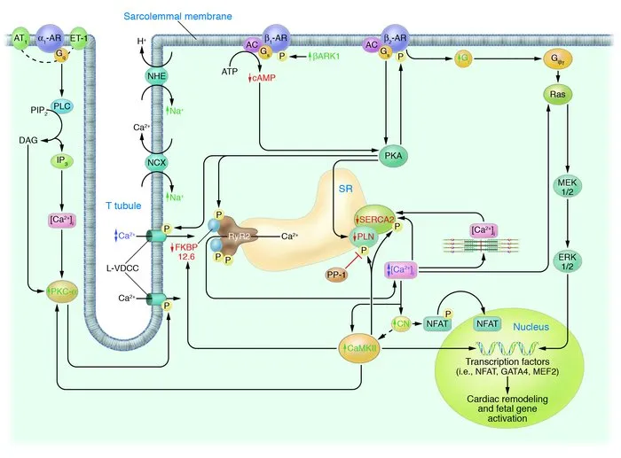 Cardiac drug receptor mechanisms and signaling pathways