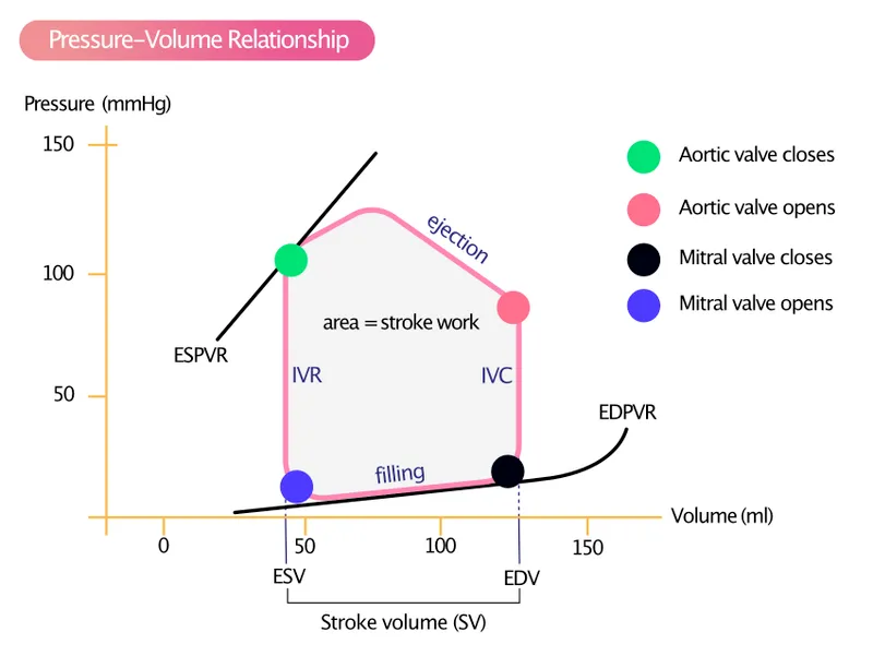 Pressure-volume loop diagram showing cardiac cycle phases