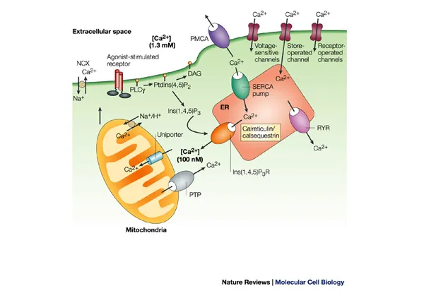 Calcium homeostasis diagram showing pumps, channels, and intracellular stores