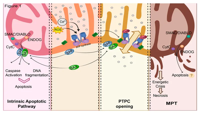 Mitochondrial permeability transition pore structure and regulation