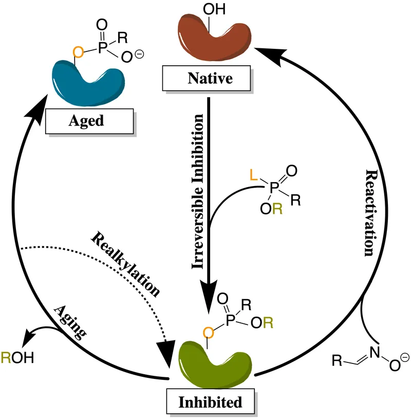 Acetylcholinesterase enzyme structure and inhibition mechanism