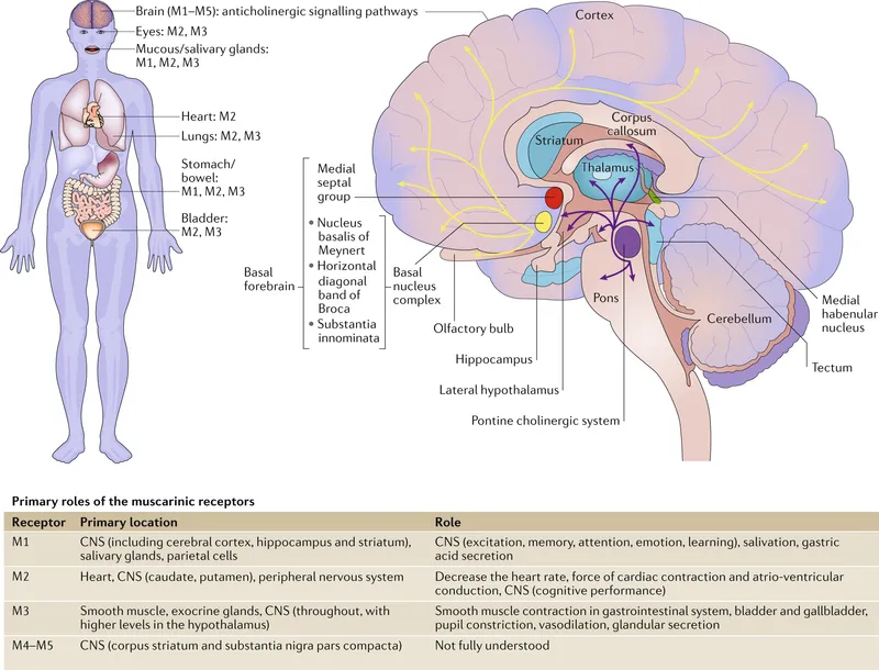 Comparison of anticholinergic drugs and their receptor selectivity profiles