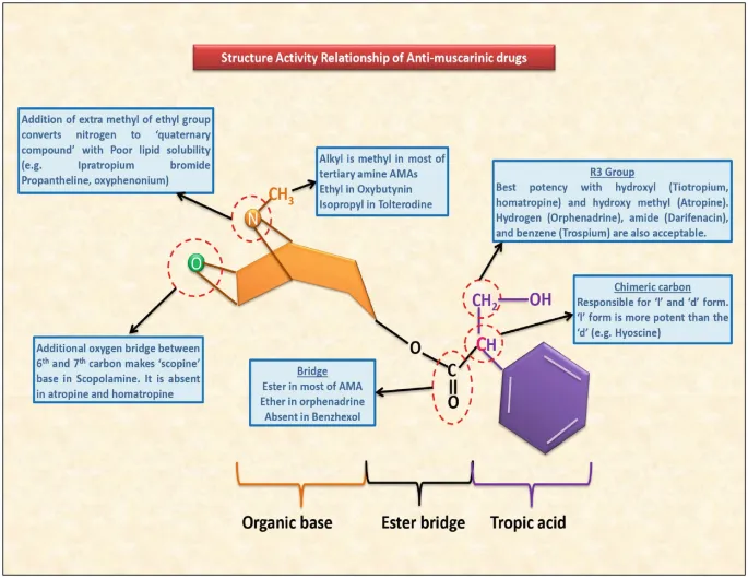 Molecular structure of atropine and scopolamine showing anticholinergic properties