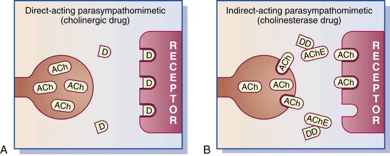 Mechanism of action diagram showing direct vs indirect cholinergic agonists