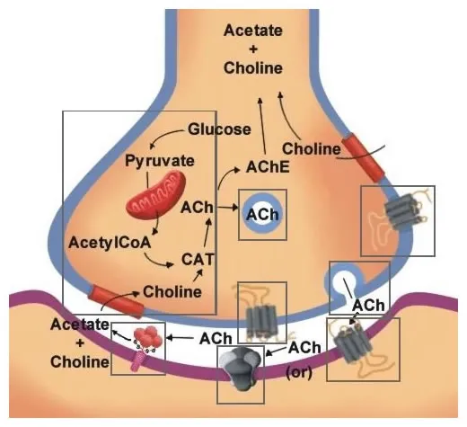 Detailed diagram of cholinergic synapse showing acetylcholine release and receptor binding
