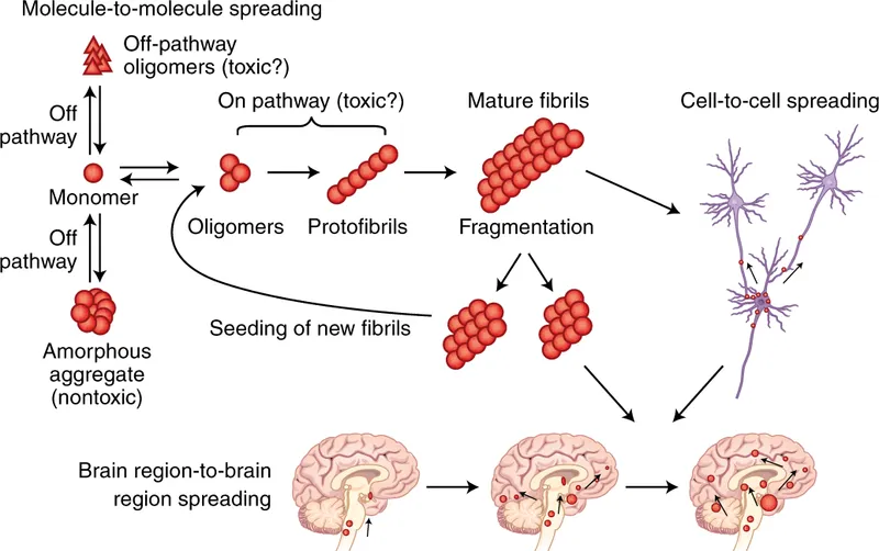 Diagram showing protein misfolding cascade from normal to pathological states
