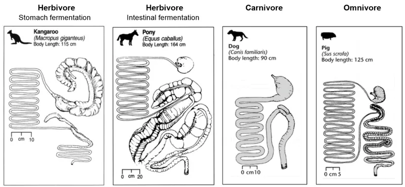 Comparative digestive systems showing different feeding adaptations