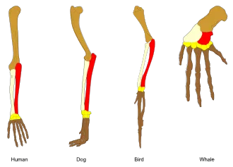 Comparative skeletal structures showing homologous bone arrangements across vertebrates