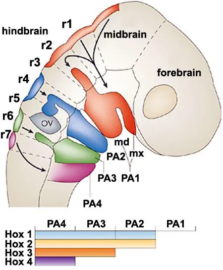 Developmental gene networks showing coordinated expression patterns