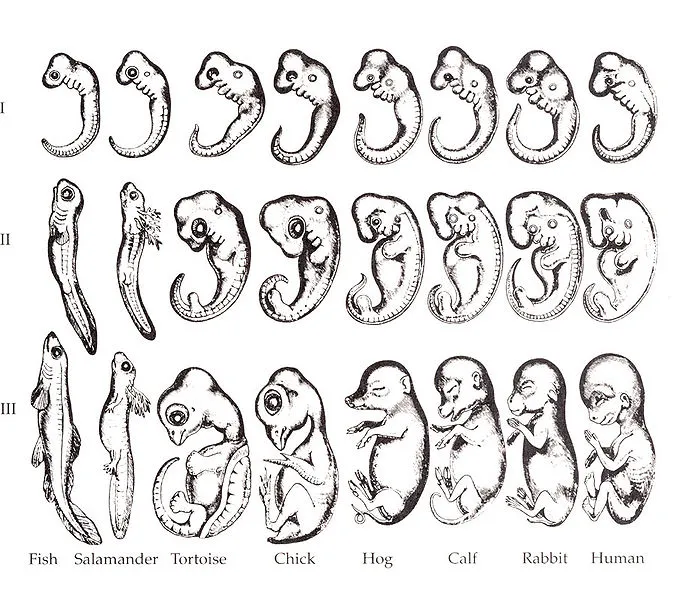 Comparative vertebrate embryos showing conserved developmental stages