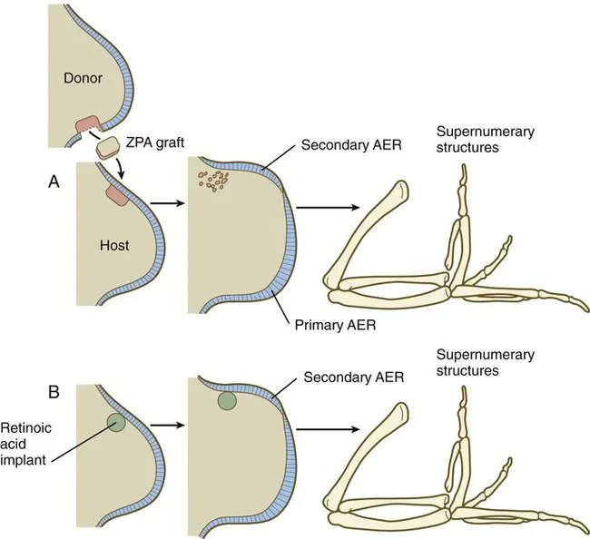 Limb bud development showing apical ectodermal ridge and zone of polarizing activity
