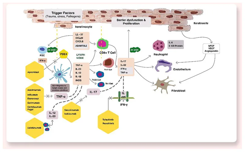 Molecular mechanism diagram showing drug targets in inflammatory skin pathways