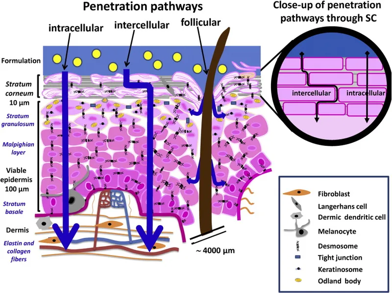 Detailed skin anatomy showing drug penetration pathways through epidermis and dermis