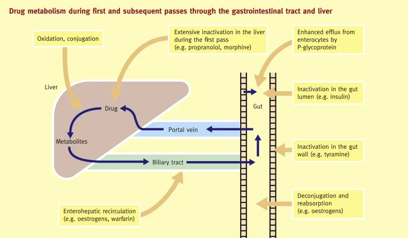 Diagram showing hepatic-intestinal metabolic axis with CYP3A4 and P-glycoprotein coordination
