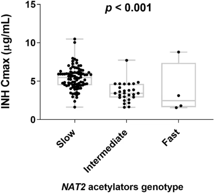 Isoniazid plasma concentration curves comparing rapid and slow acetylator phenotypes