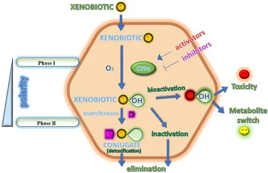 Comprehensive overview of liver detoxification pathways showing Phase I and Phase II reactions