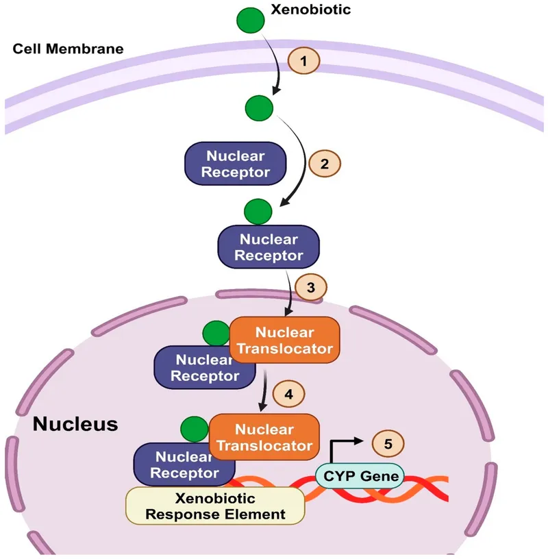 Nuclear receptor signaling pathways showing PXR, CAR, and AhR activation mechanisms