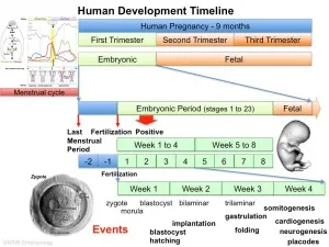 Embryonic development stages from fertilization to organogenesis