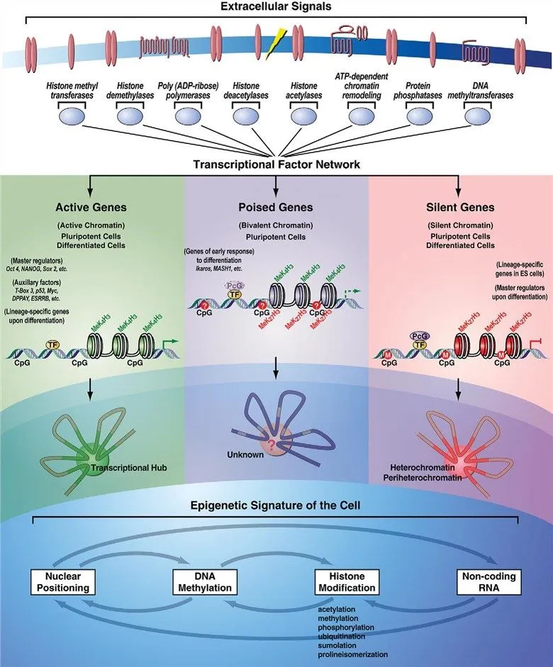 Epigenetic modifications during embryonic development
