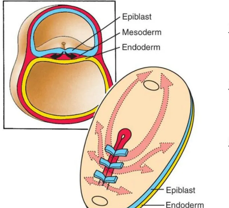 Gastrulation process and germ layer formation