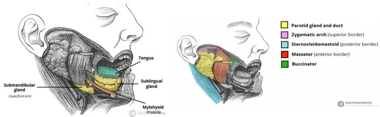 Anatomical diagram showing major salivary glands with ductal system