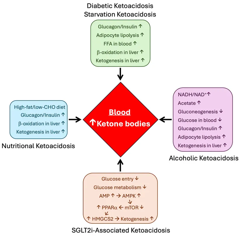 Diagram showing insulin deficiency effects on glucose and fat metabolism