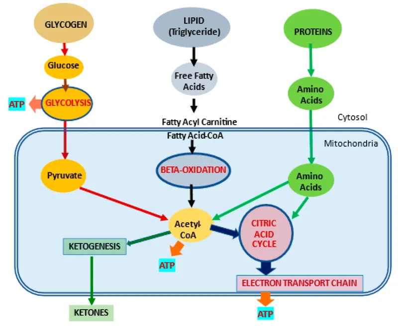 Molecular diagram of ketone body formation from fatty acids