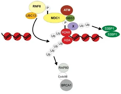 Network diagram showing DNA repair protein interactions and regulatory connections